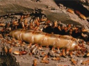 Termite control ocean shores