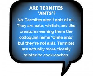 Termites are not Ants