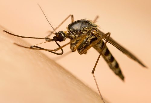 Mosquitoes can represent a health risk - Ballina Pest Control