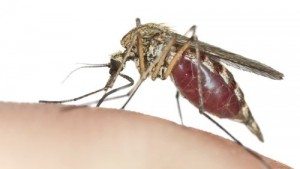Mosquitoes bring risk of Ross River and other viruses - Lismore Pest Control