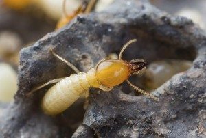 Termites, Byron Bay