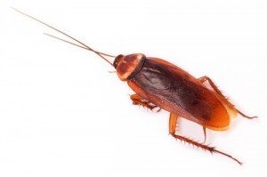 Cockroach control ballina