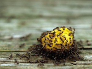 Black ants attracted to fruits and sugar - Ballina Pest Control