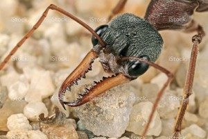 Ant control byron bay