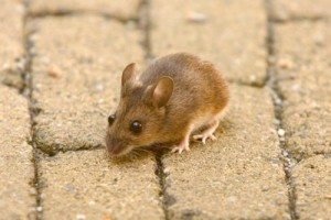 Mice in roof ballina