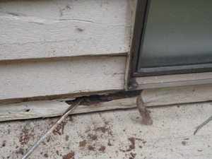 Termite inspections Northern Rivers