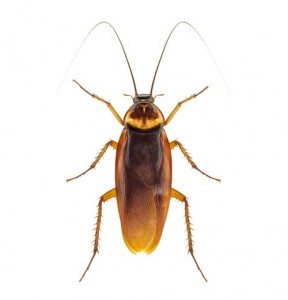 Australian-cockroach
