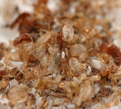 Bed-bug-waste-and-eggs - Byron Bay Pest Control