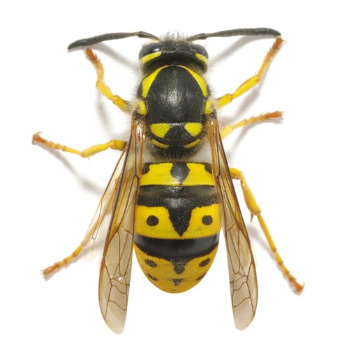 European-wasp-Lismore Pest Control