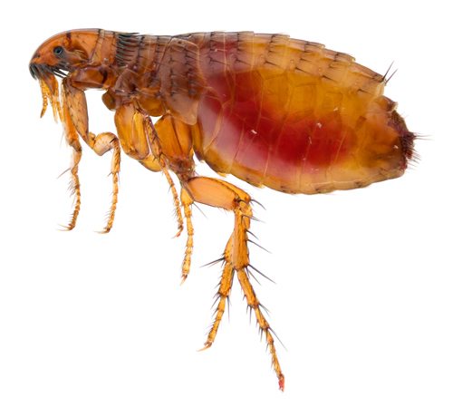 Macro image of common flea - Ballina Pest Control