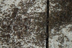 Paver Ants - Lennox Head Pest Control