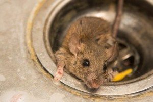 rat in sink, ballina pest control