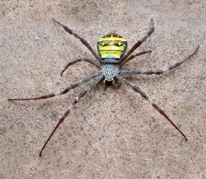 St Andrews Cross Spider - Byron Pest Control