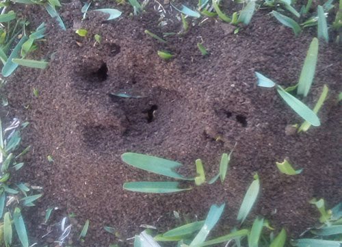 Funnel Ants