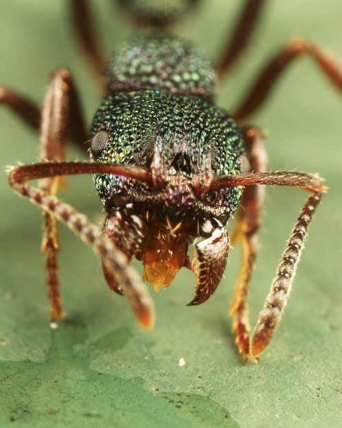 Green Headed Ant