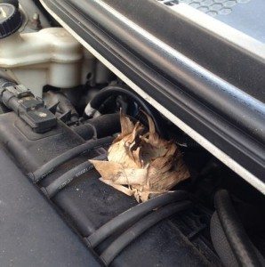 Rat-nesting-in-car-engines-Lismore Pest Control