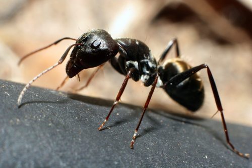 White Footed Ant