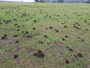 funnel ants eradication