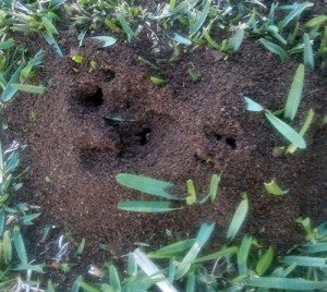 Funnel Ants close-up - active pest management