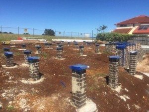 changes to termite management standards - active pest management, ballina
